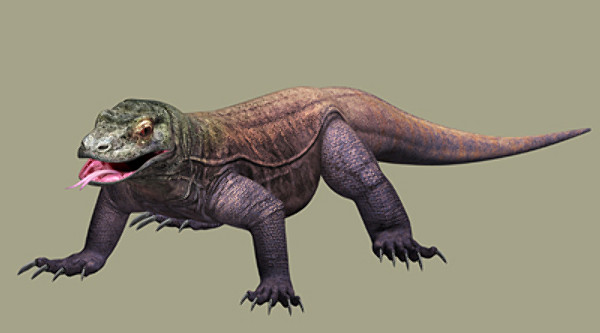 komodo dragon 3d model - komodo dragon by scrw