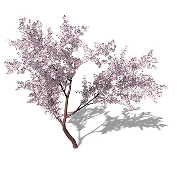 3d model xfrogplants blossoming japanese crab - XfrogPlants Blossoming Japanese Crab Apple by xfrog