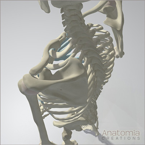 3d human male skeleton - Human Male Skeleton Model with Textures by Anatomia