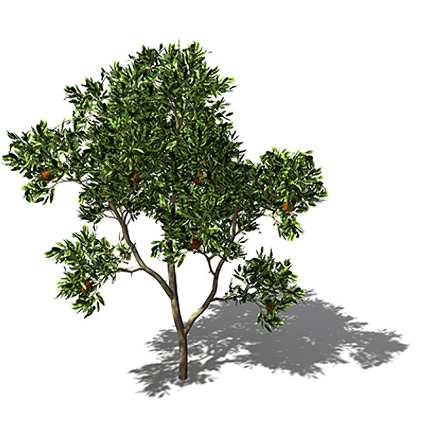 xfrogplants sweet orange tree 3d model - XfrogPlants Sweet Orange tree by xfrog