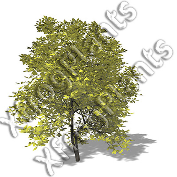 eastern usa trees dvd 3d model - XfrogPlants Trees from Eastern USA DVD by xfrog