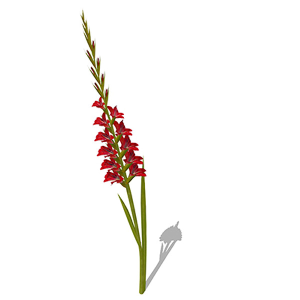 3d xfrogplants gladiolus plant - XfrogPlants Gladiolus by xfrog