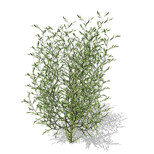 3d model xfrogplants purple willow shrub - XfrogPlants Purple Willow by xfrog
