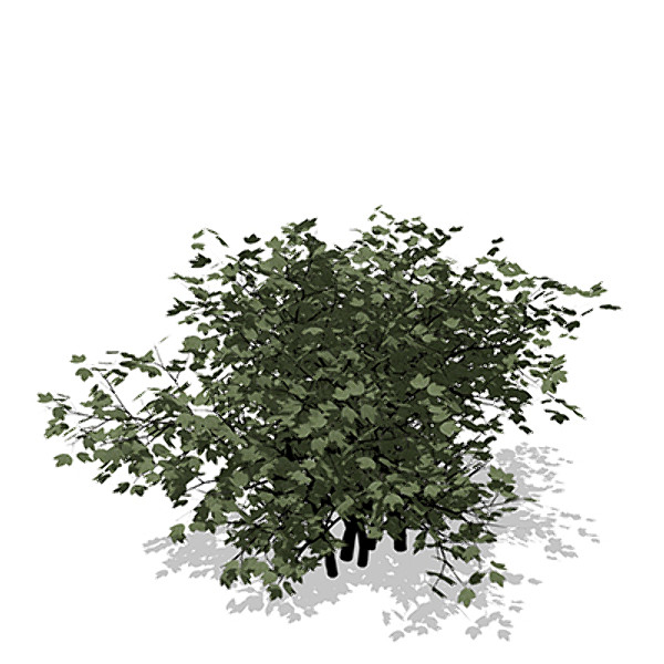 xfrogplants european cranberry bush lwo - XfrogPlants European Cranberry Bush by xfrog