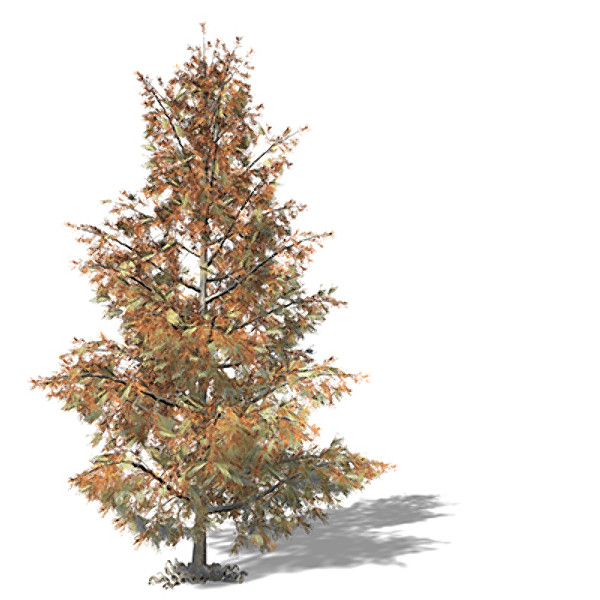 xfrogplants bald cypress tree 3ds - XfrogPlants Bald Cypress by xfrog