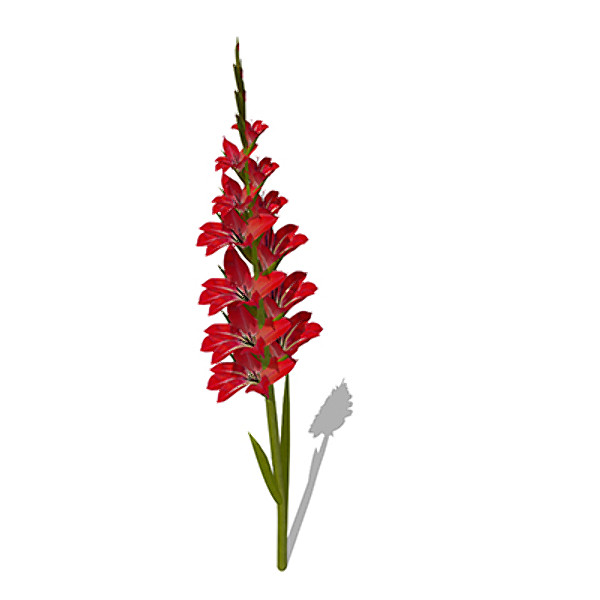 3d xfrogplants gladiolus plant - XfrogPlants Gladiolus by xfrog