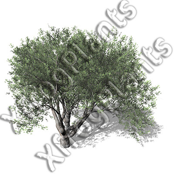 western usa trees dvd 3ds - XfrogPlants Trees from Western USA DVD by xfrog