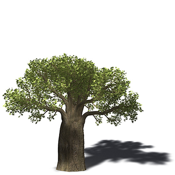 baobab tree 3d model - XfrogPlants Baobab by xfrog