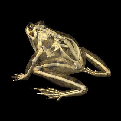 3d frog skeleton - Frog Skeleton by 3d_Wanderer
