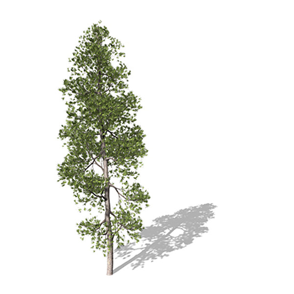 3d model xfrogplants ponderosa pine tree - XfrogPlants Ponderosa Pine by xfrog