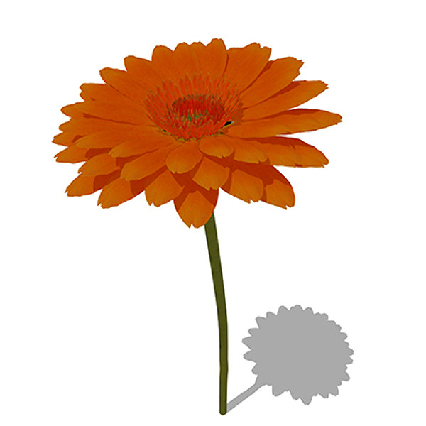 xfrogplants gerbera plant flower max - XfrogPlants Gerbera by xfrog