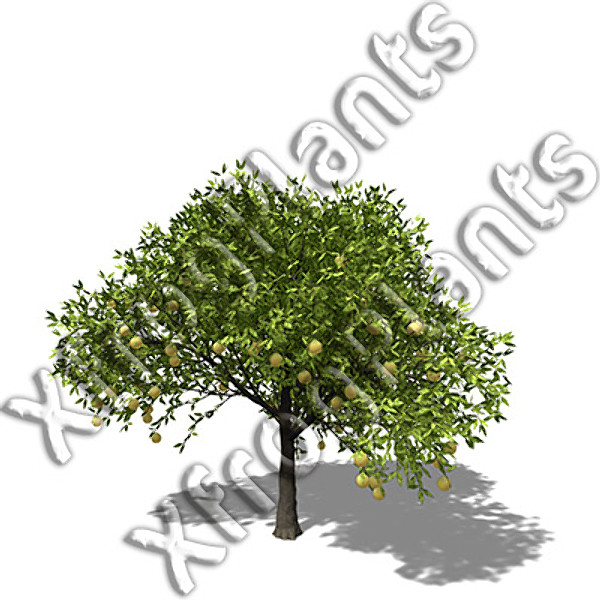 3d model trees fruit dvd plant - XfrogPlants Fruit Trees DVD by xfrog