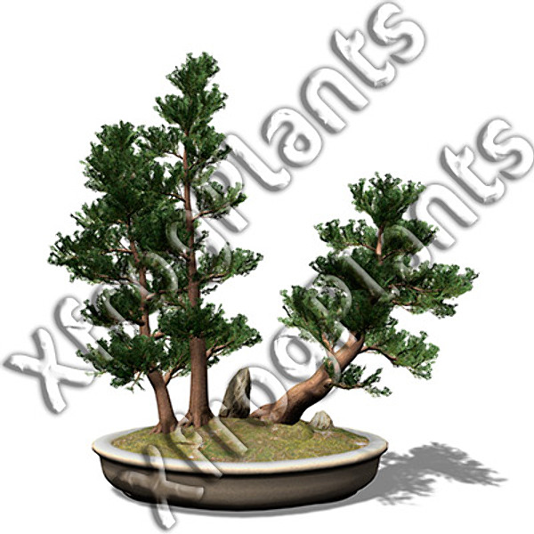 3d model bonsai trees dvd plants - XfrogPlants Bonsai DVD by xfrog