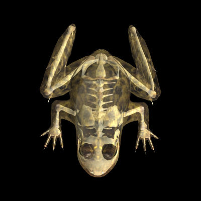 3d frog skeleton - Frog Skeleton by 3d_Wanderer