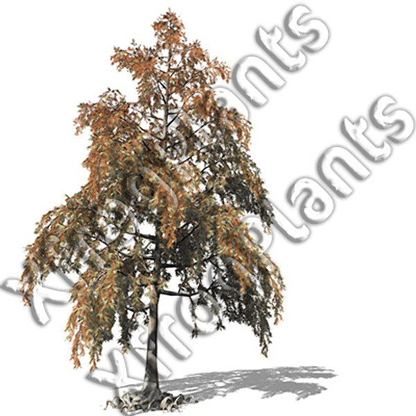 eastern usa trees dvd 3d model - XfrogPlants Trees from Eastern USA DVD by xfrog