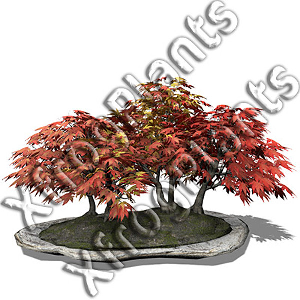 3d model bonsai trees dvd plants - XfrogPlants Bonsai DVD by xfrog