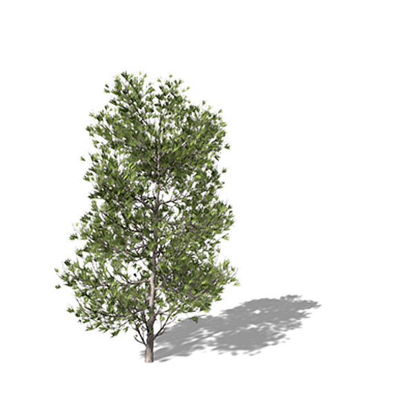3d model xfrogplants ponderosa pine tree - XfrogPlants Ponderosa Pine by xfrog
