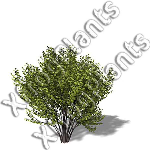 3d european trees 2 europe model - XfrogPlants European Trees 2 DVD by xfrog