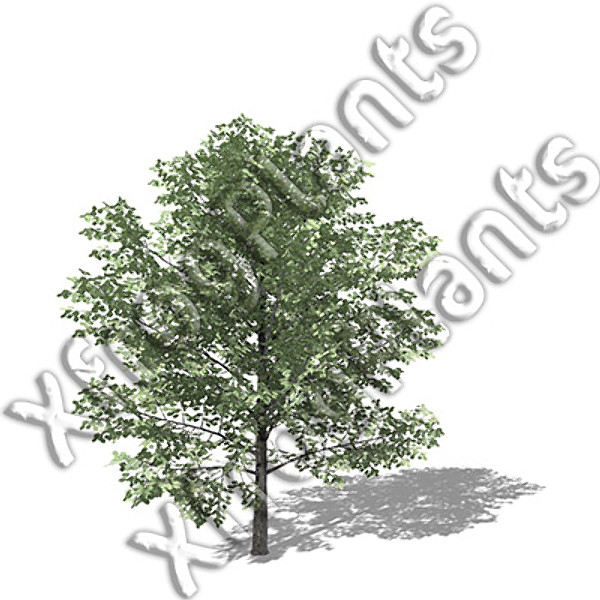 basic trees dvd xfrogplants 3d model - XFrogPlants Basic Trees DVD by xfrog