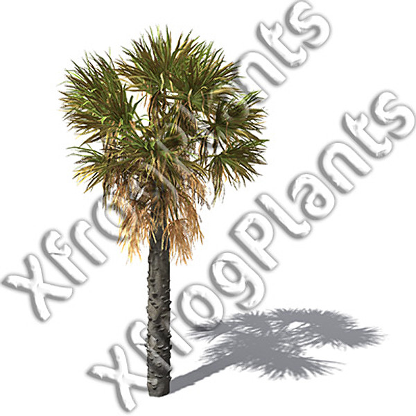 eastern usa trees dvd 3d model - XfrogPlants Trees from Eastern USA DVD by xfrog