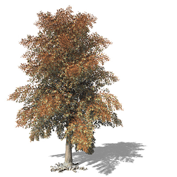 xfrogplants bald cypress tree 3ds - XfrogPlants Bald Cypress by xfrog