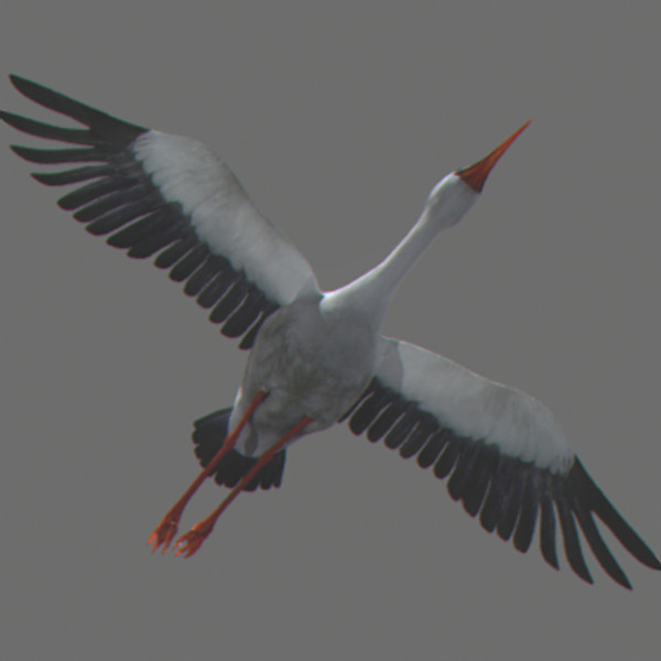 stork flight wings max - Animated Stork by NONECG