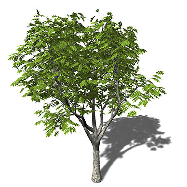 xfrogplants amur corktree tree 3d c4d - XfrogPlants Amur Corktree by xfrog