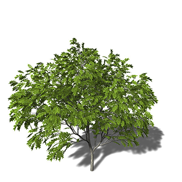 xfrogplants amur corktree tree 3d c4d - XfrogPlants Amur Corktree by xfrog