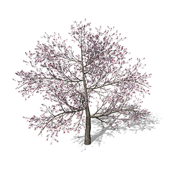 3d xfrogplants blossoming pissardii cherry model - XfrogPlants Blossoming Pissardii Cherry Plum by xfrog