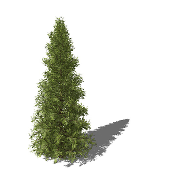 c4d xfrogplants western red cedar - XfrogPlants Western Red Cedar CL by xfrog