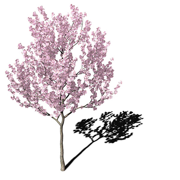 xfrogplants kanzan cherry tree 3ds - XfrogPlants Kanzan Cherry by xfrog