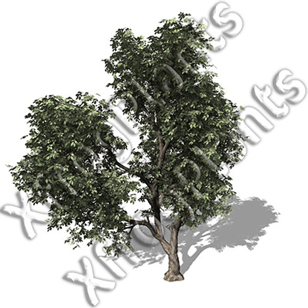european trees 1 europe 3ds - XfrogPlants European Trees 1 DVD by xfrog