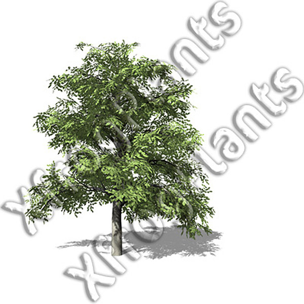 basic trees dvd xfrogplants 3d model - XFrogPlants Basic Trees DVD by xfrog