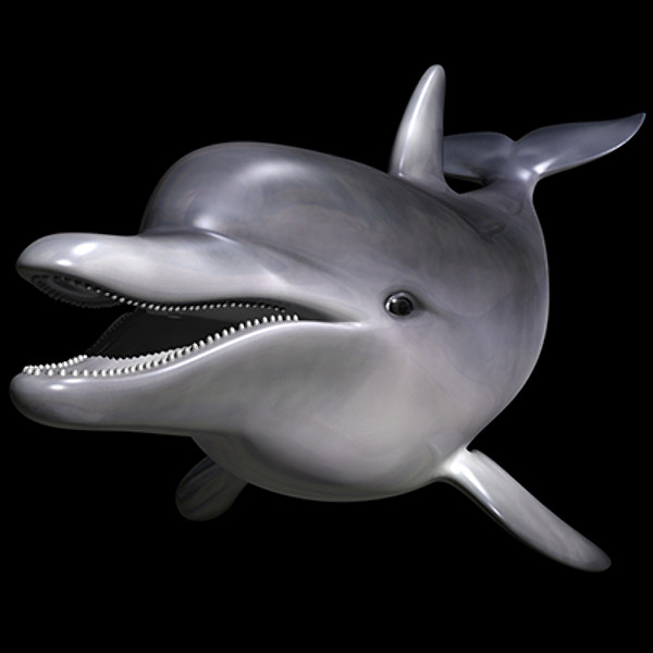 bottlenose dolphin 3d model - Dolphin ( Bottlenose ) by MotionCow