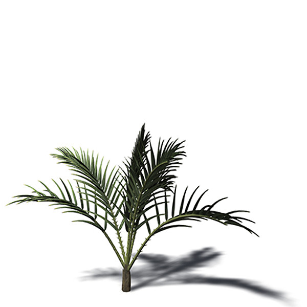 3d xfrogplants senegal date palm model - XfrogPlants Senegal Date Palm by xfrog