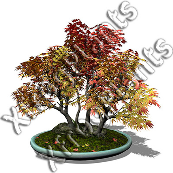 3d model bonsai trees dvd plants - XfrogPlants Bonsai DVD by xfrog