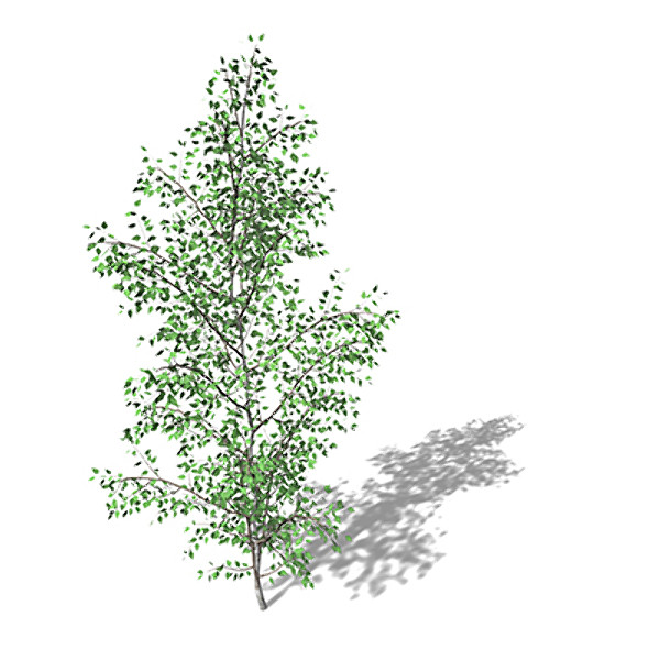3d xfrogplants grey birch tree model - XfrogPlants Grey Birch by xfrog