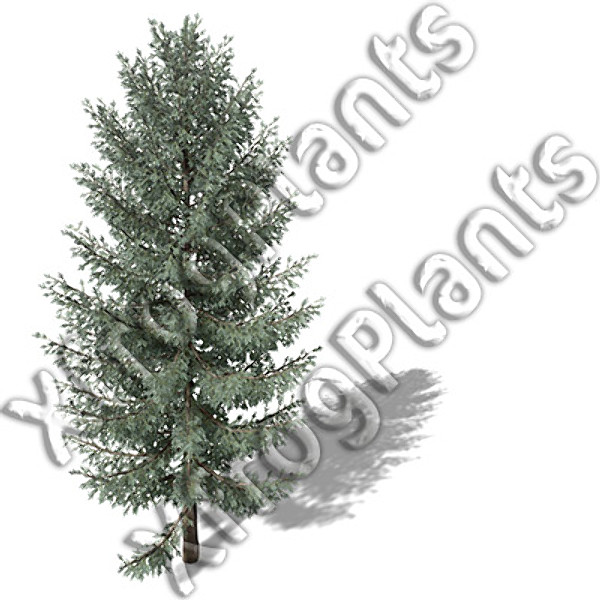 western usa trees dvd 3ds - XfrogPlants Trees from Western USA DVD by xfrog