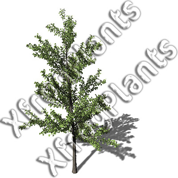 3ds max japanese trees japan dvd - XfrogPlants Japanese Trees DVD by xfrog