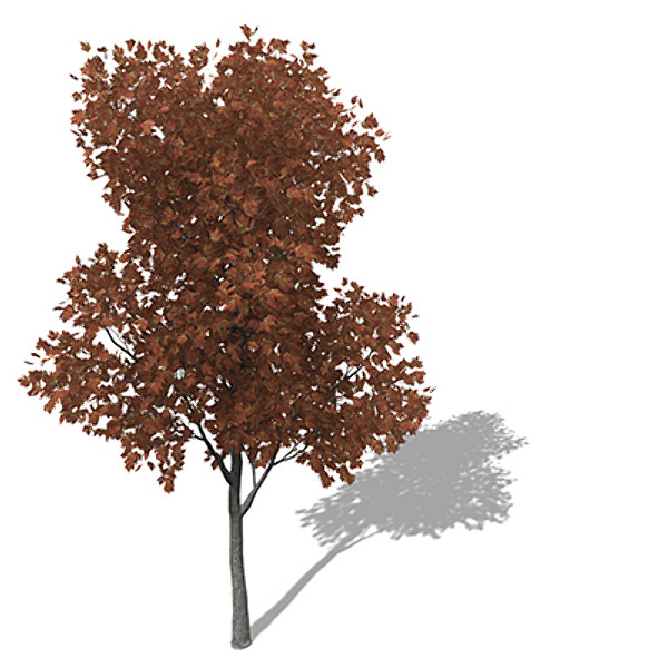 c4d xfrogplants autumn silver maple - XfrogPlants Autumn Silver Maple by xfrog
