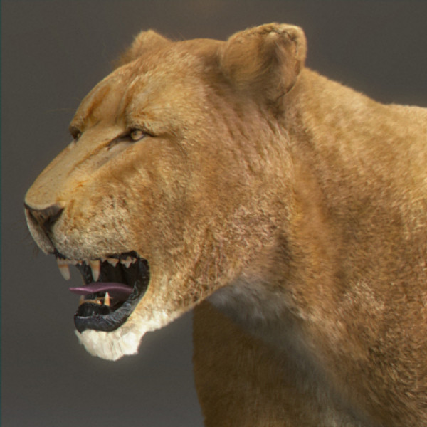 lioness polys 3d model - Animated Lioness by NONECG