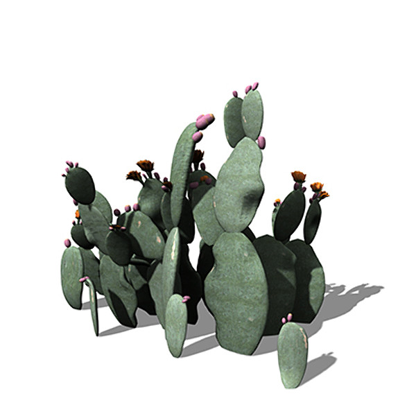 3ds xfrogplants prickly pear plant - XfrogPlants Prickly Pear by xfrog
