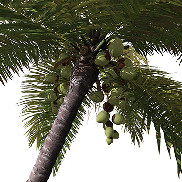 coconut palm tropical plant 3d model - XfrogPlants Coconut palm by xfrog