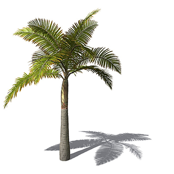 xfrogplants king palm plant max - XfrogPlants King Palm by xfrog
