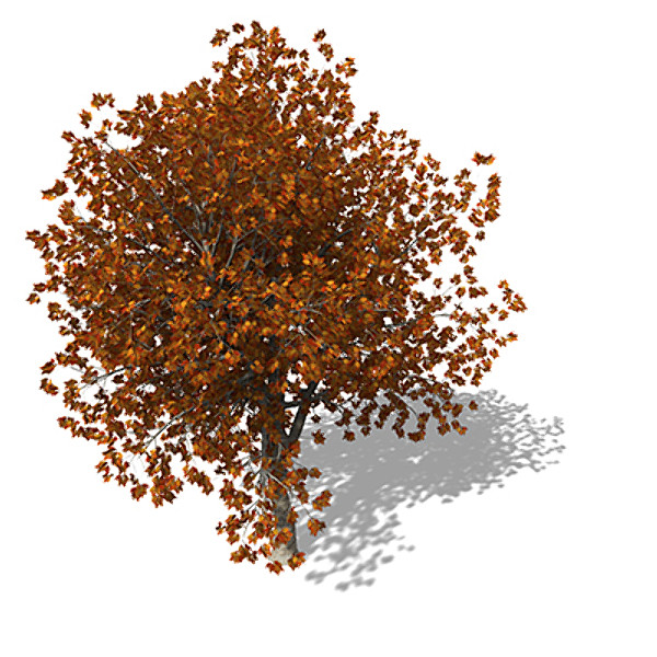 c4d xfrogplants autumn red oak - XfrogPlants Autumn Red Oak by xfrog