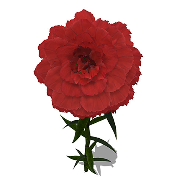 xfrogplants carnation plant flowers 3d model - XfrogPlants Carnation by xfrog