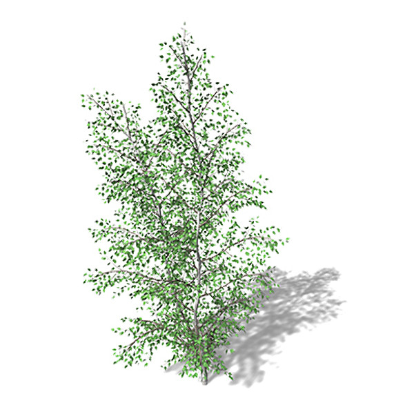 3d xfrogplants grey birch tree model - XfrogPlants Grey Birch by xfrog