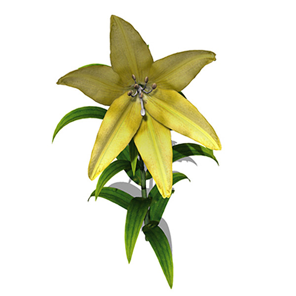 xfrogplants lily plant flowers 3ds - XfrogPlants Lily by xfrog