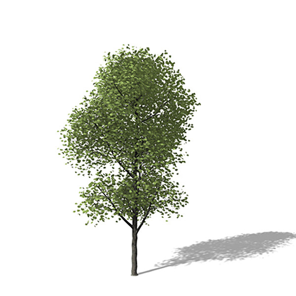 xfrogplants broad-leaved linden tree 3d model - XfrogPlants Broad-leaved Linden by xfrog