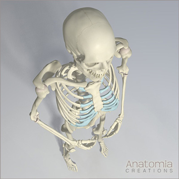 3d human male skeleton - Human Male Skeleton Model with Textures by Anatomia